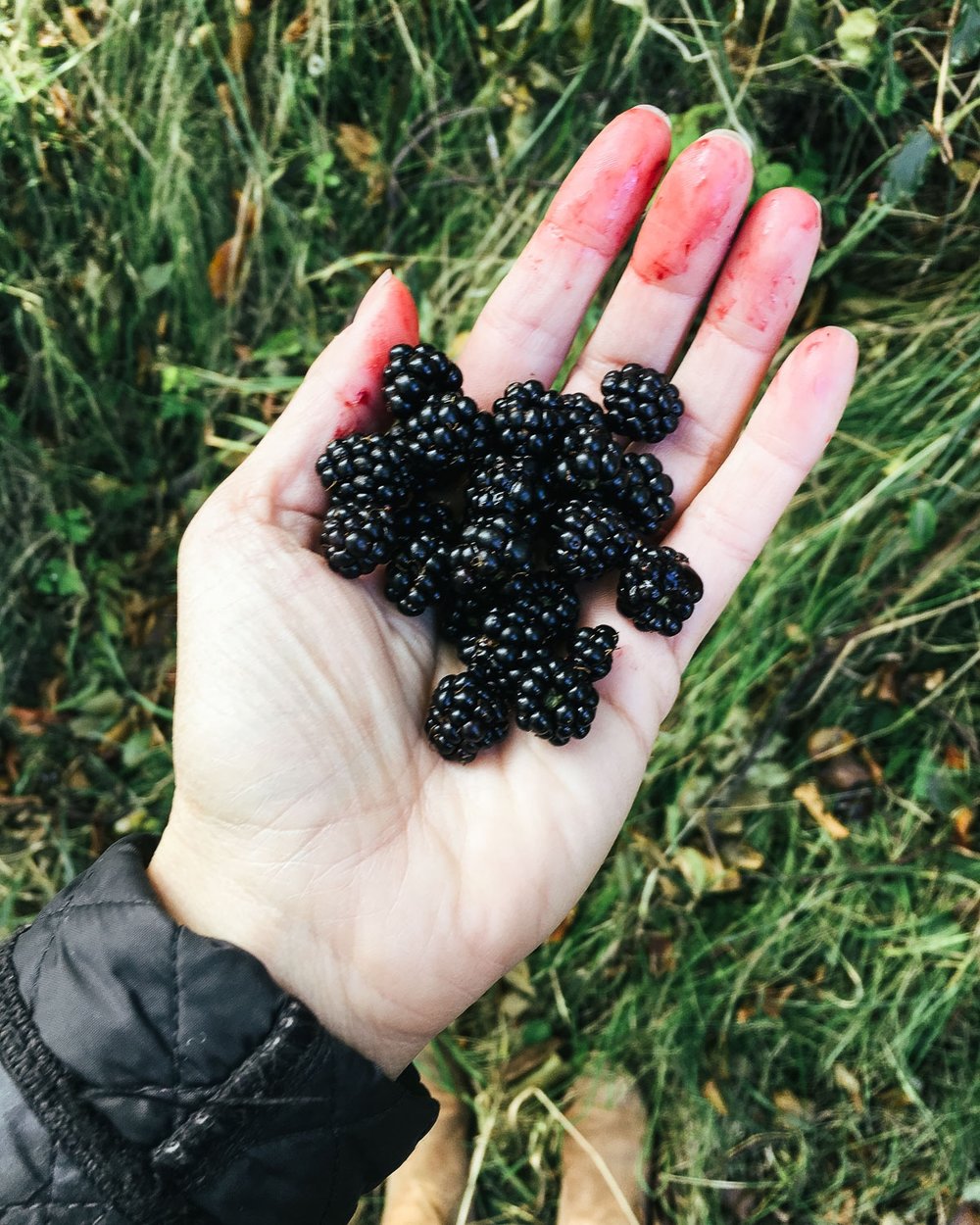 Wild brambles make an autumnal treat