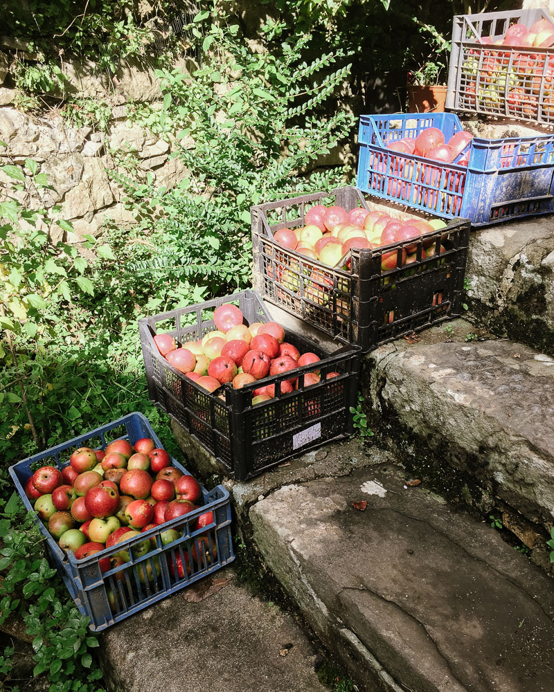 My neighbour’s apple harvest in an Italian village
