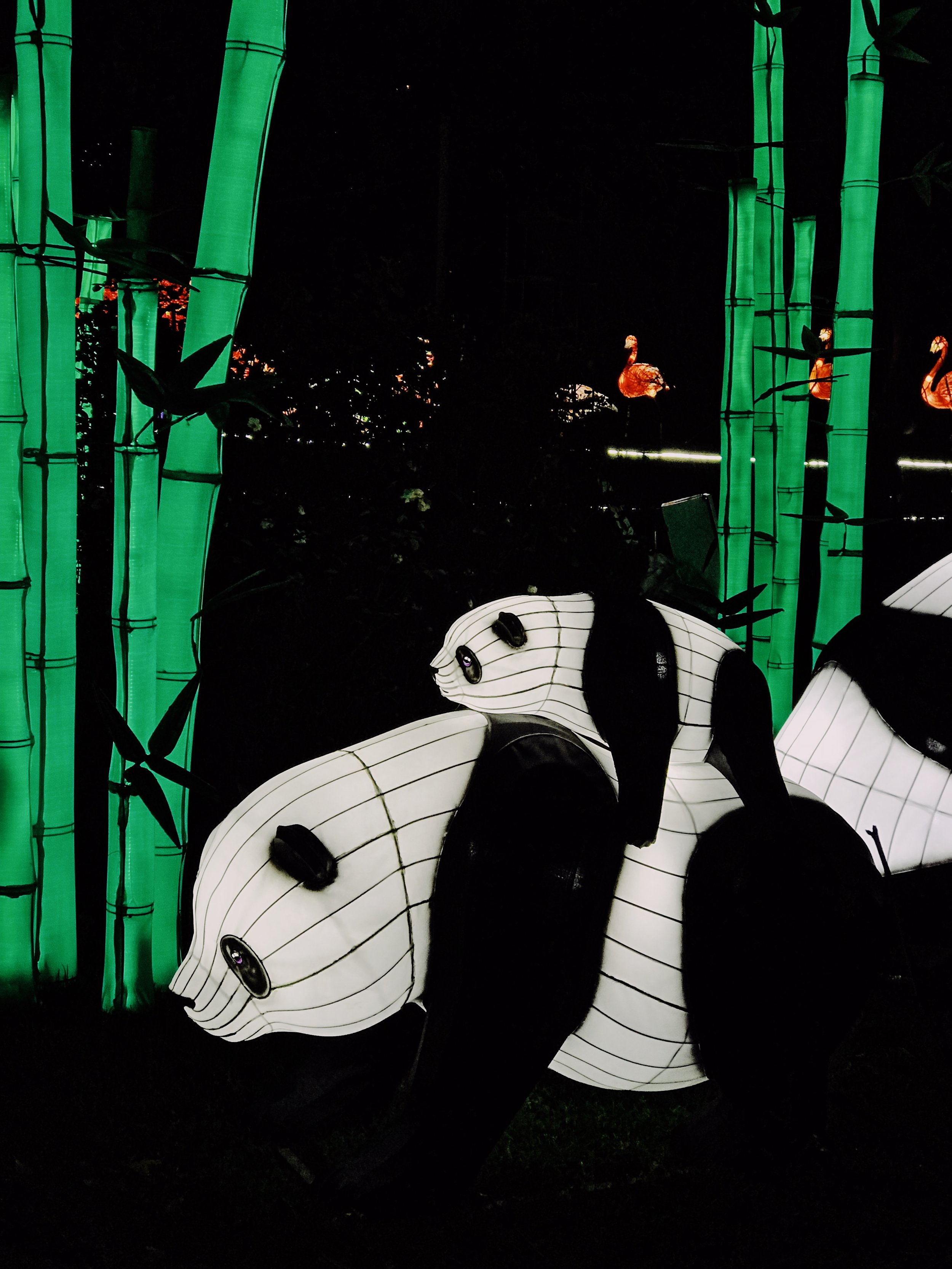 Pandas Chinese lantern display at Edinburgh Zoo