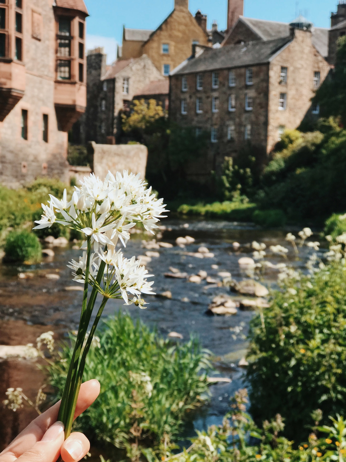 Wild garlic foraged by the Water of Leith, Edinburgh