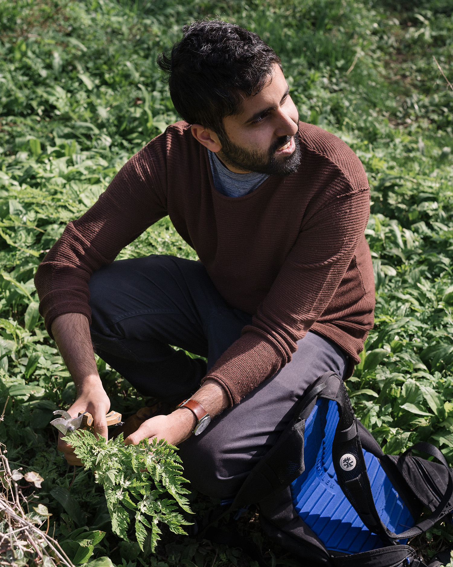 Miran Chauhan foraging sweet cicely