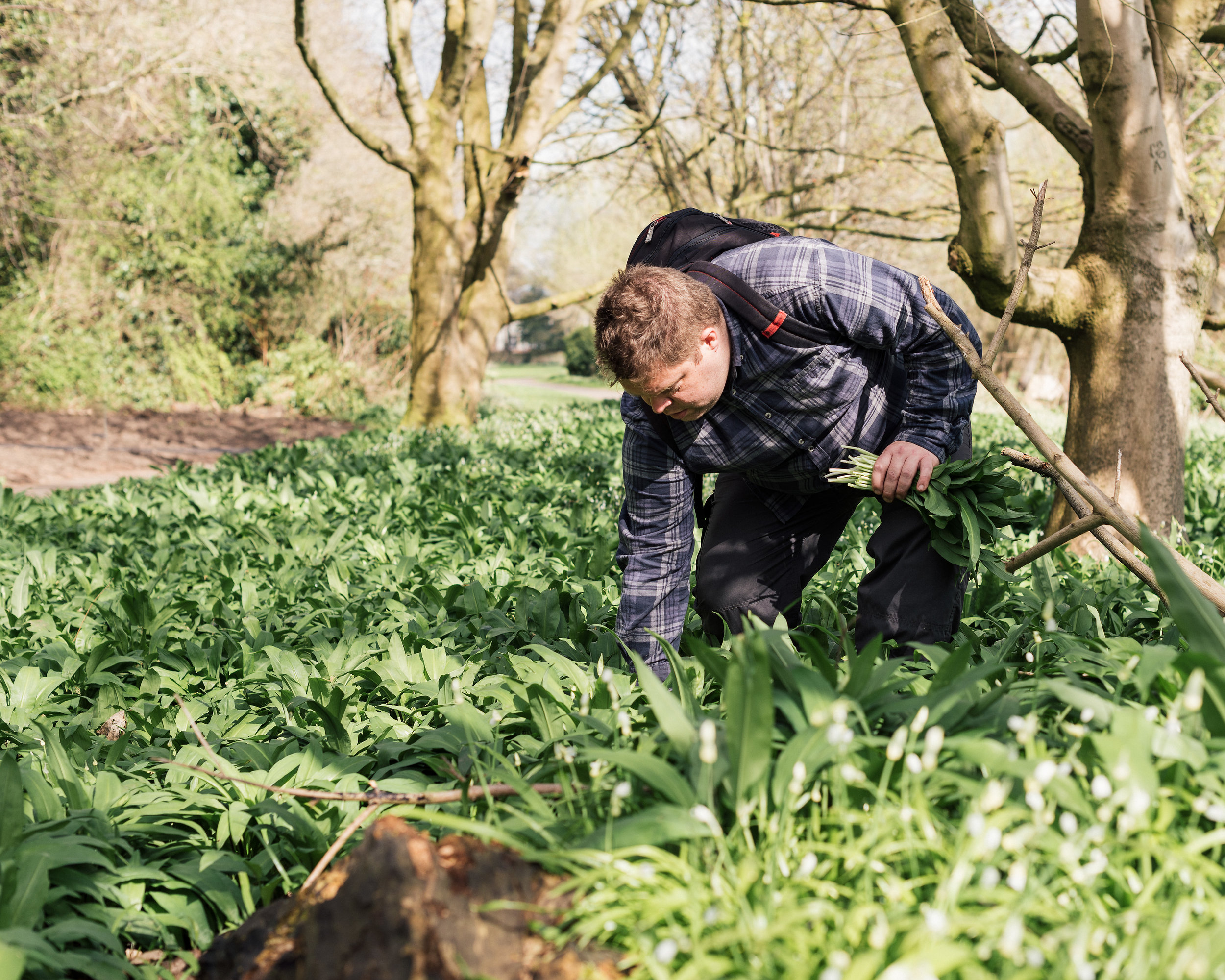 Rupert Waites foraging wild garlic