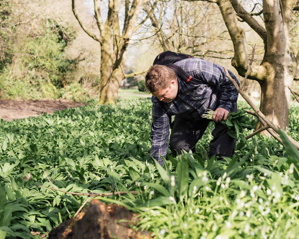 Rupert Waites foraging wild garlic