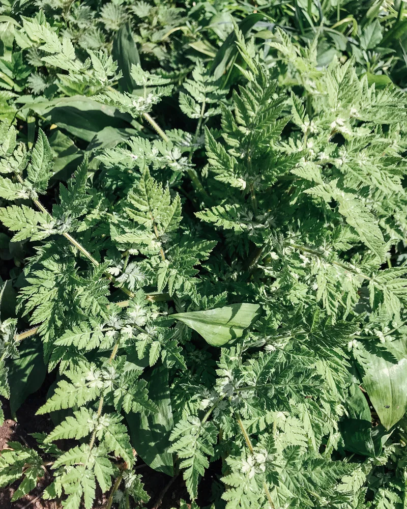 A foraged feast - Nature Nurture Eat with the Buck and Birch