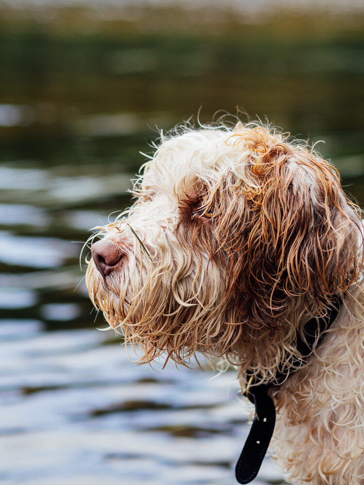 Ralph the rescue dog keeps a lookout