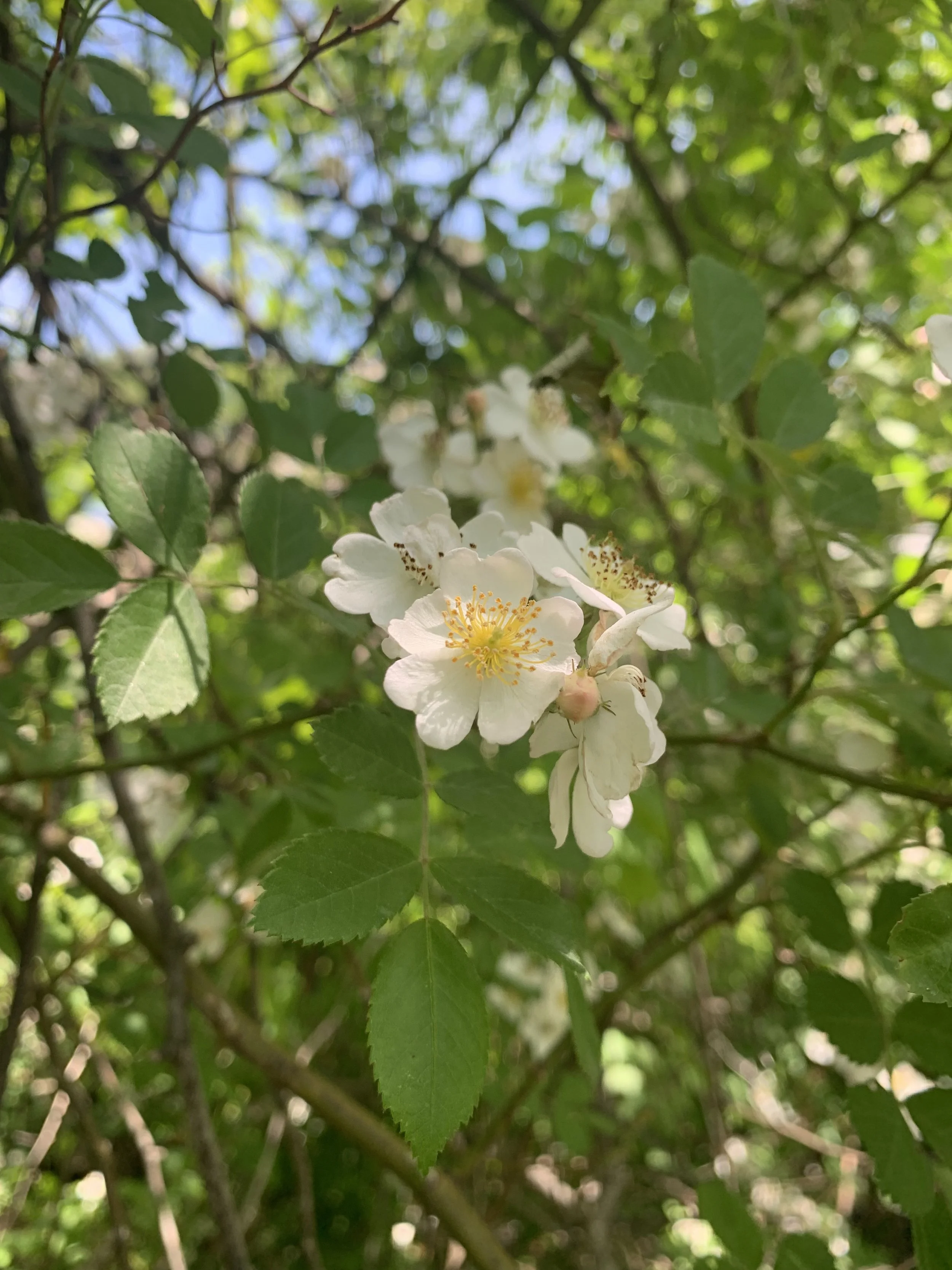 FOREST SANCTUARY DAY: Reciprocity with Multiflora Rose