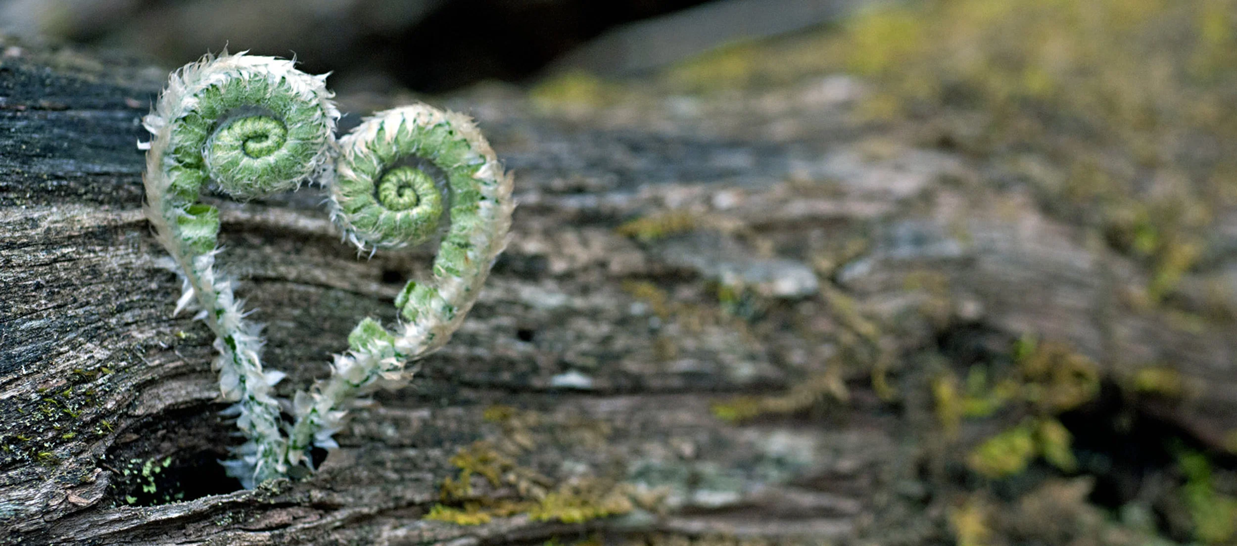 fiddlehead love.jpg