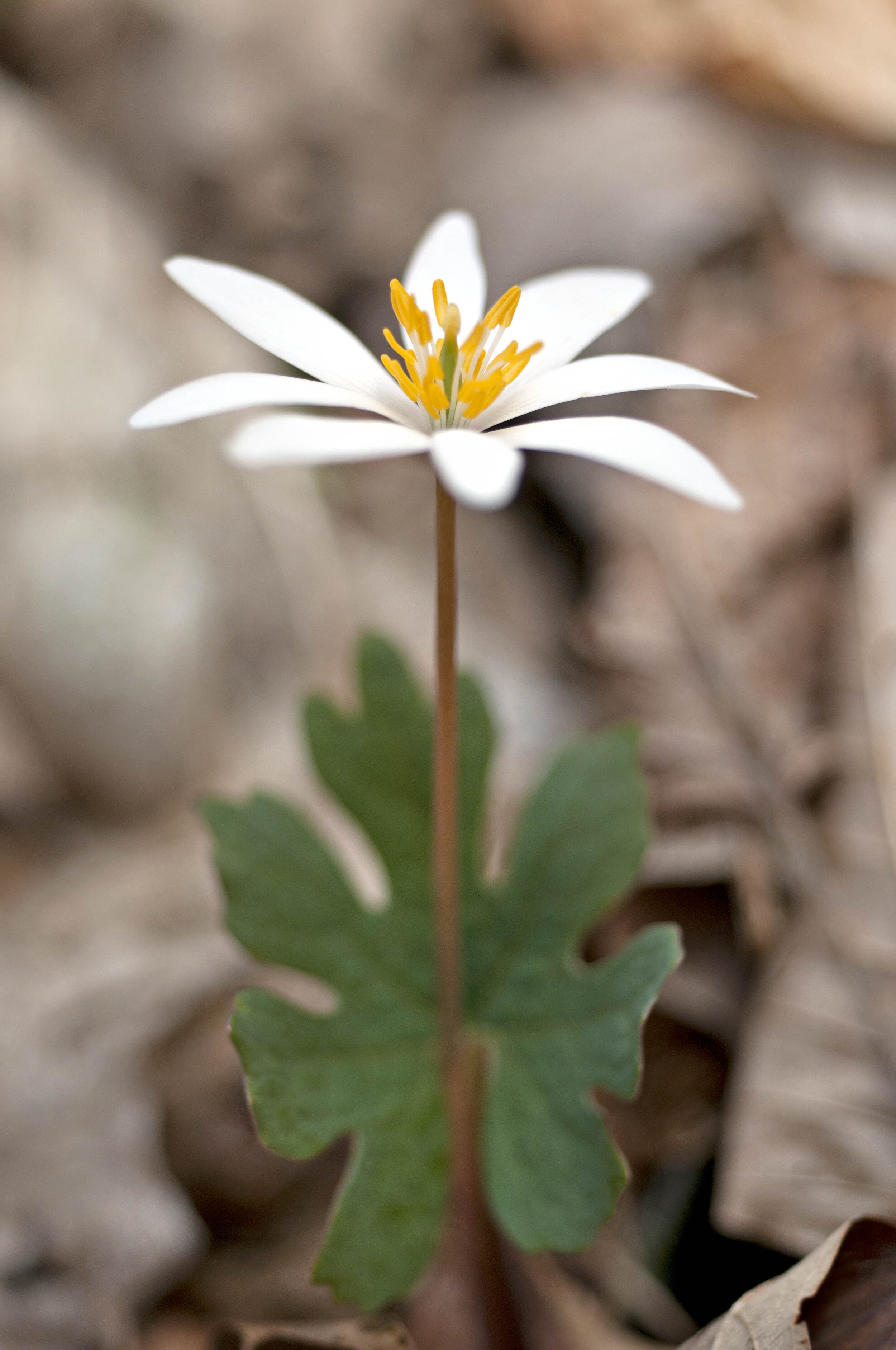 bloodroot3.jpg