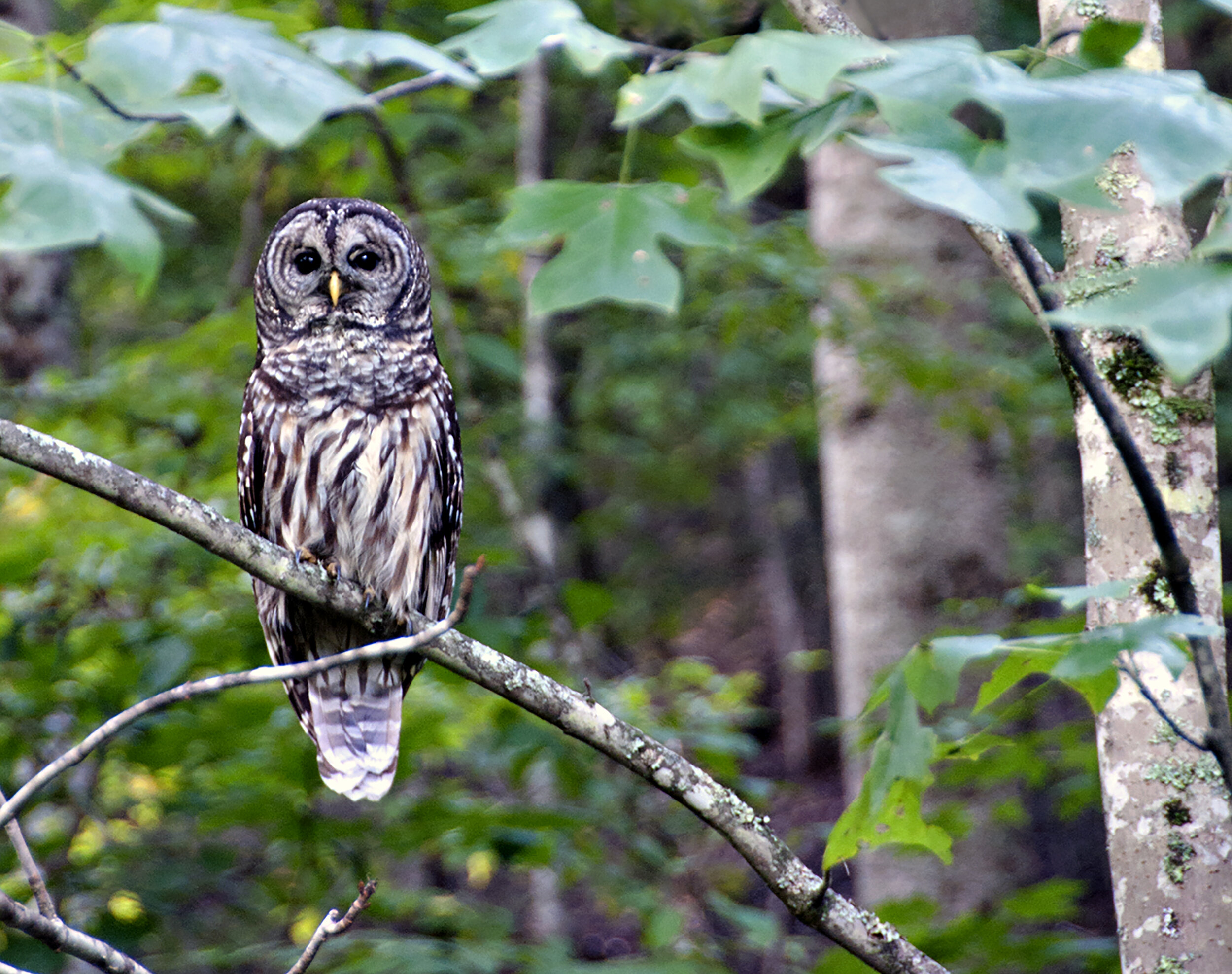 barred owl.jpg