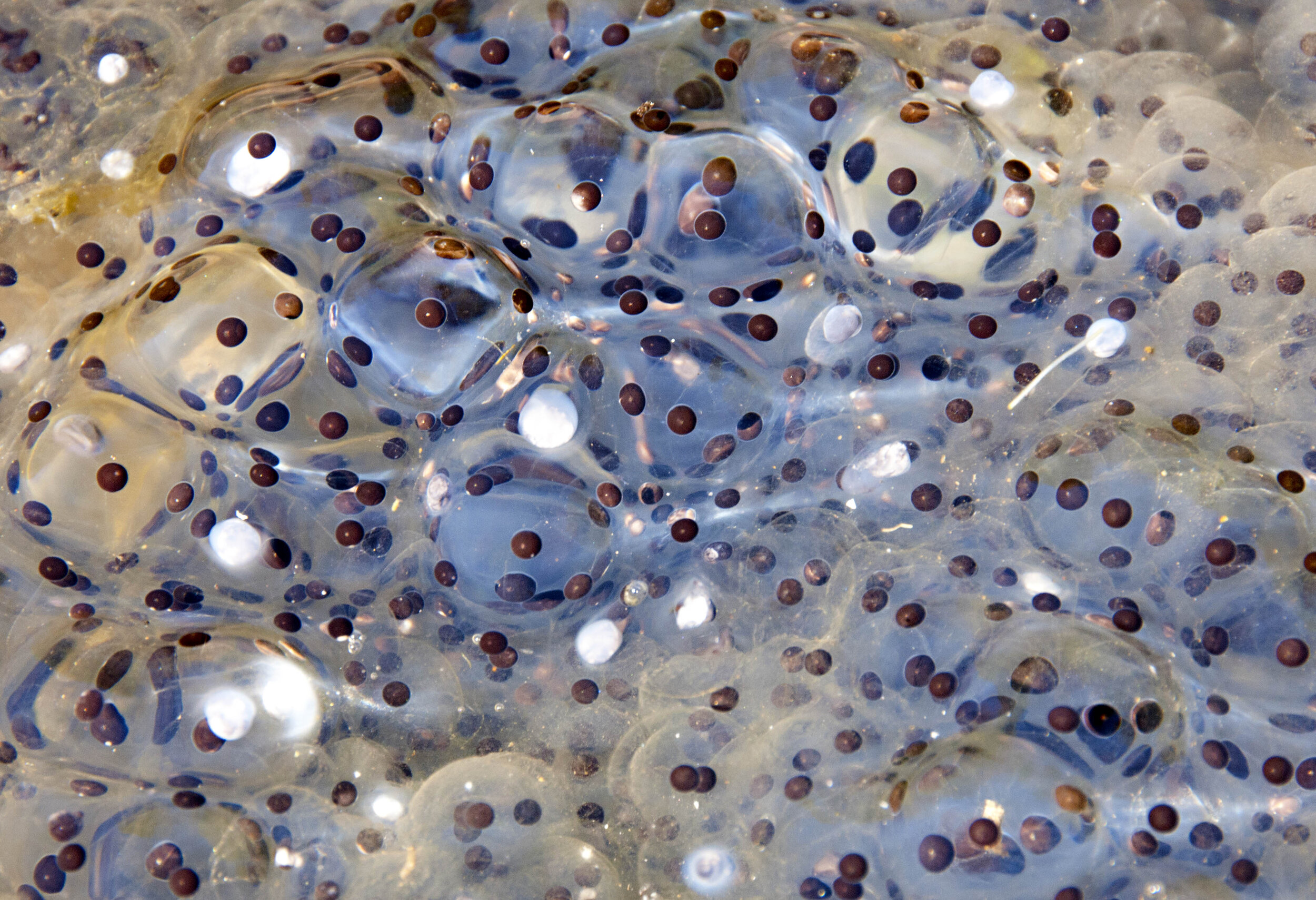 frog eggs 1.jpg