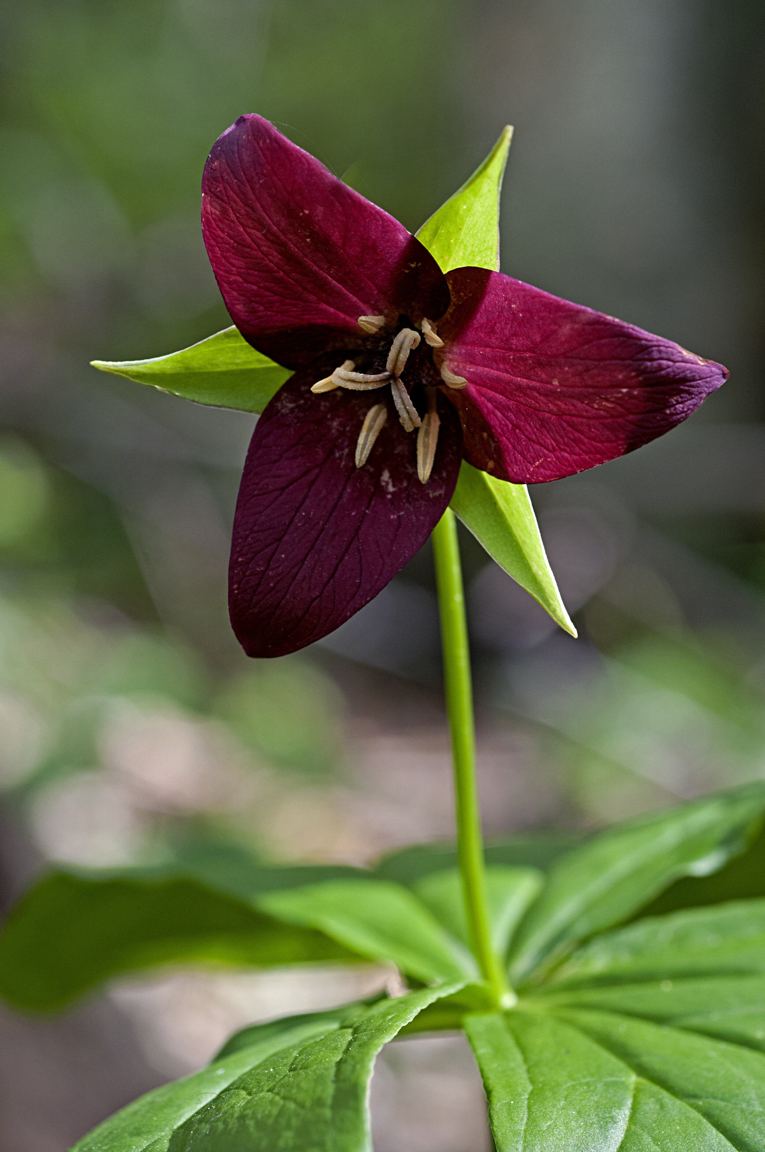 red trillium.jpg