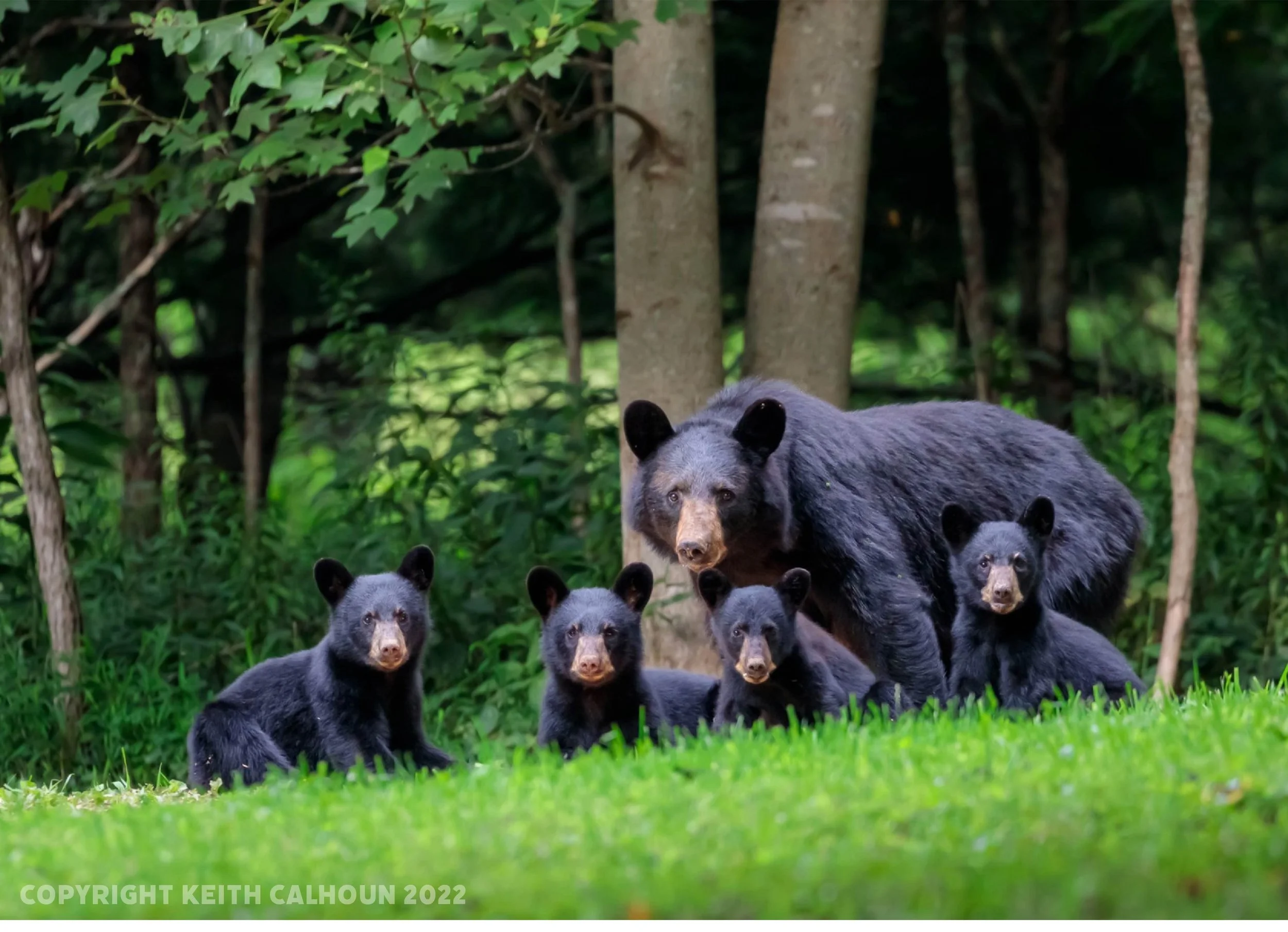 west mill bears by Keith Calhoun.jpg