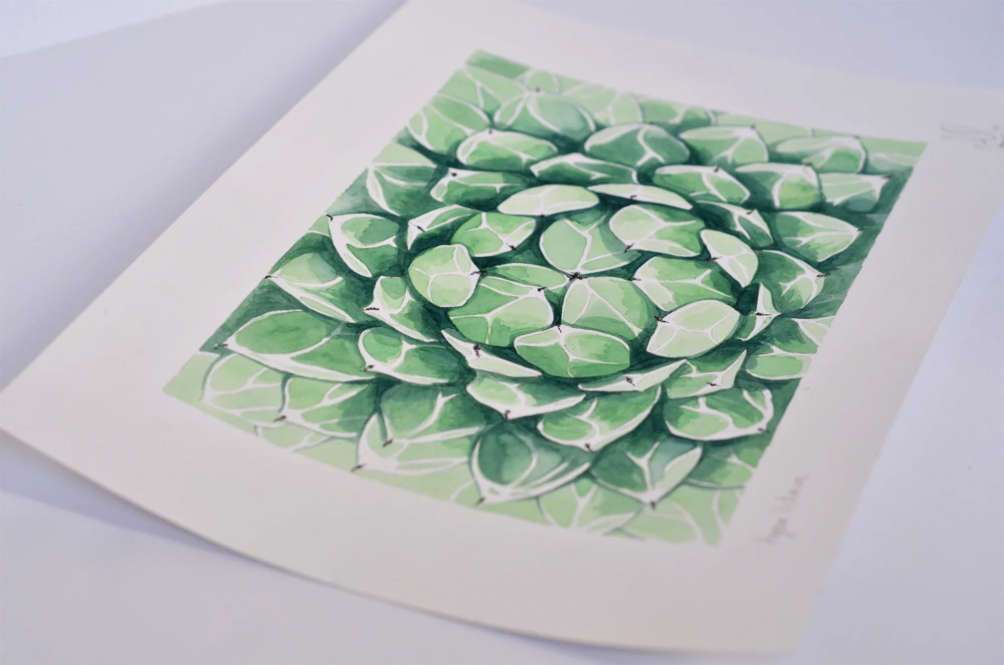 Agave05.jpg