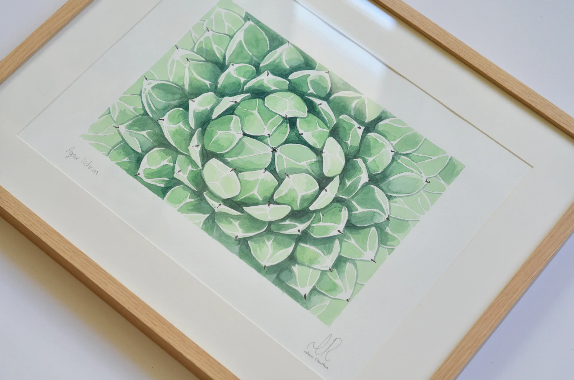 Agave06.jpg