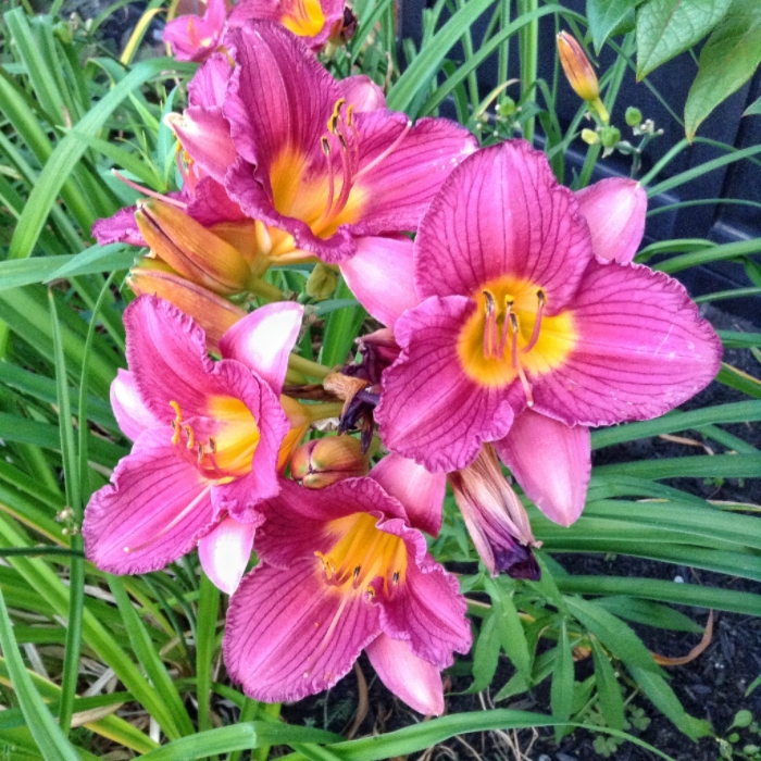 Colorful flowers that brighten a dreary day!