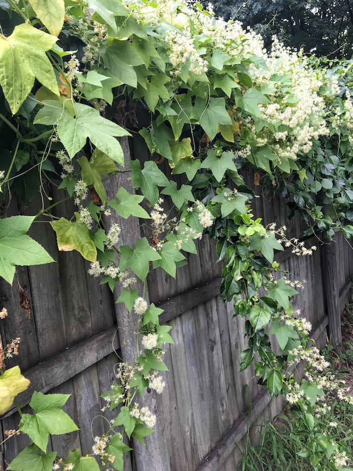 Greenery that makes you feel like you've walked into a fairy tale