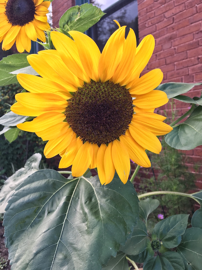 Sunflowers, one of my very favorite flowers!
