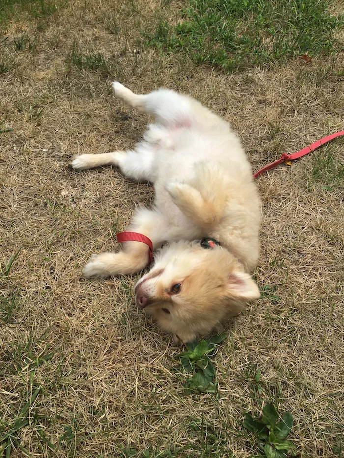 This sunbathing pup