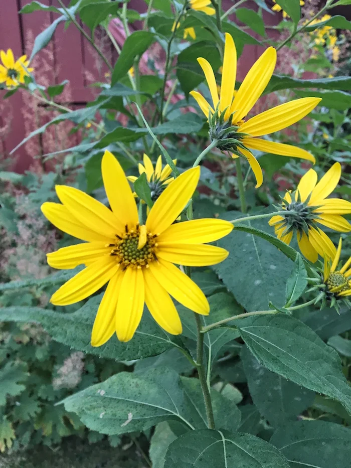 Sunny flowers on a cold and dreary fall day
