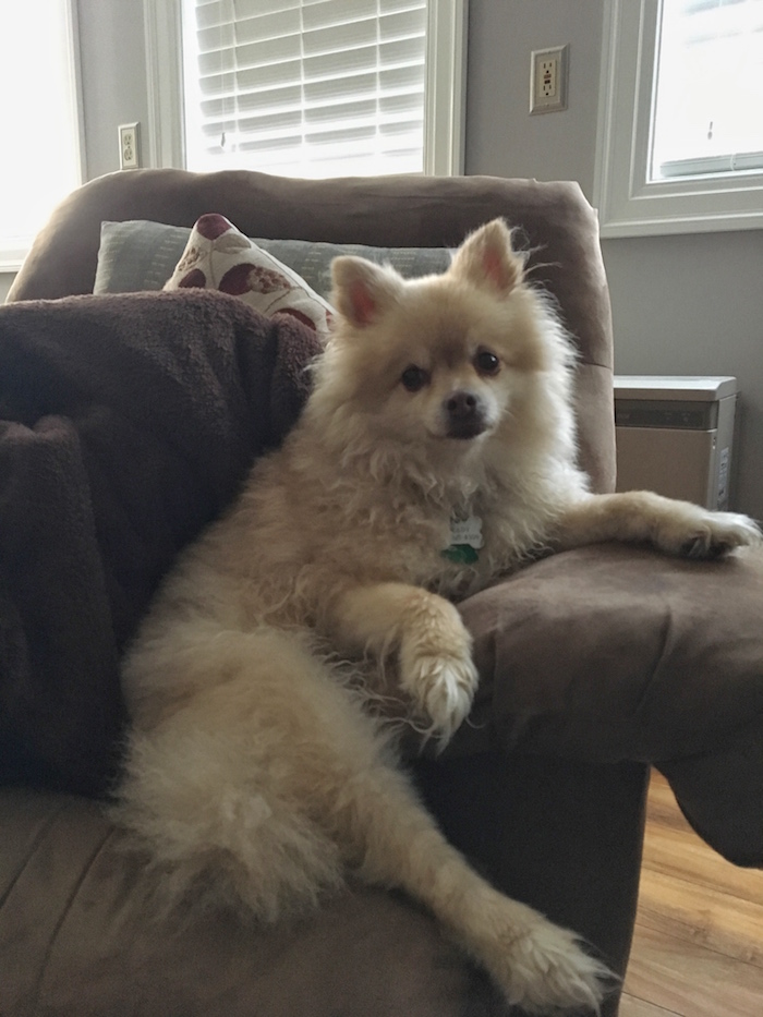 Being able to take this cutie on his first Airbnb trip