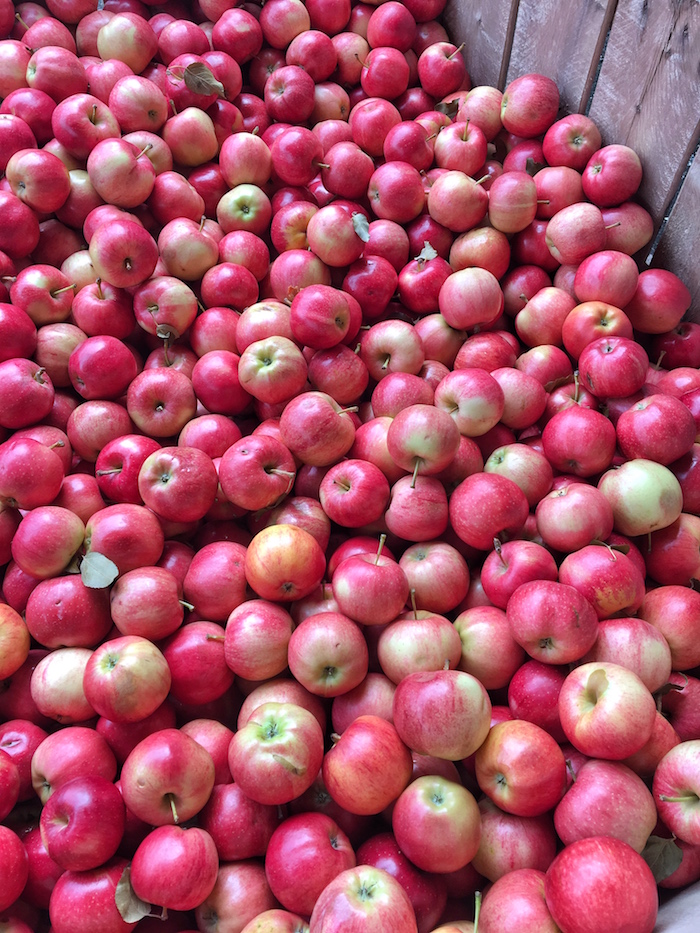 The abundance of delicious apples this time of year