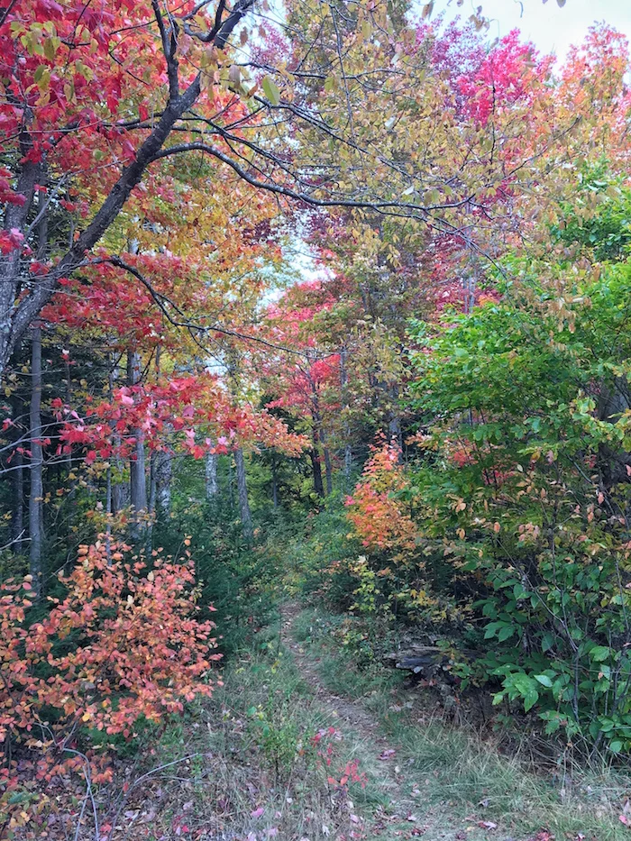 Getting lost in the foliage