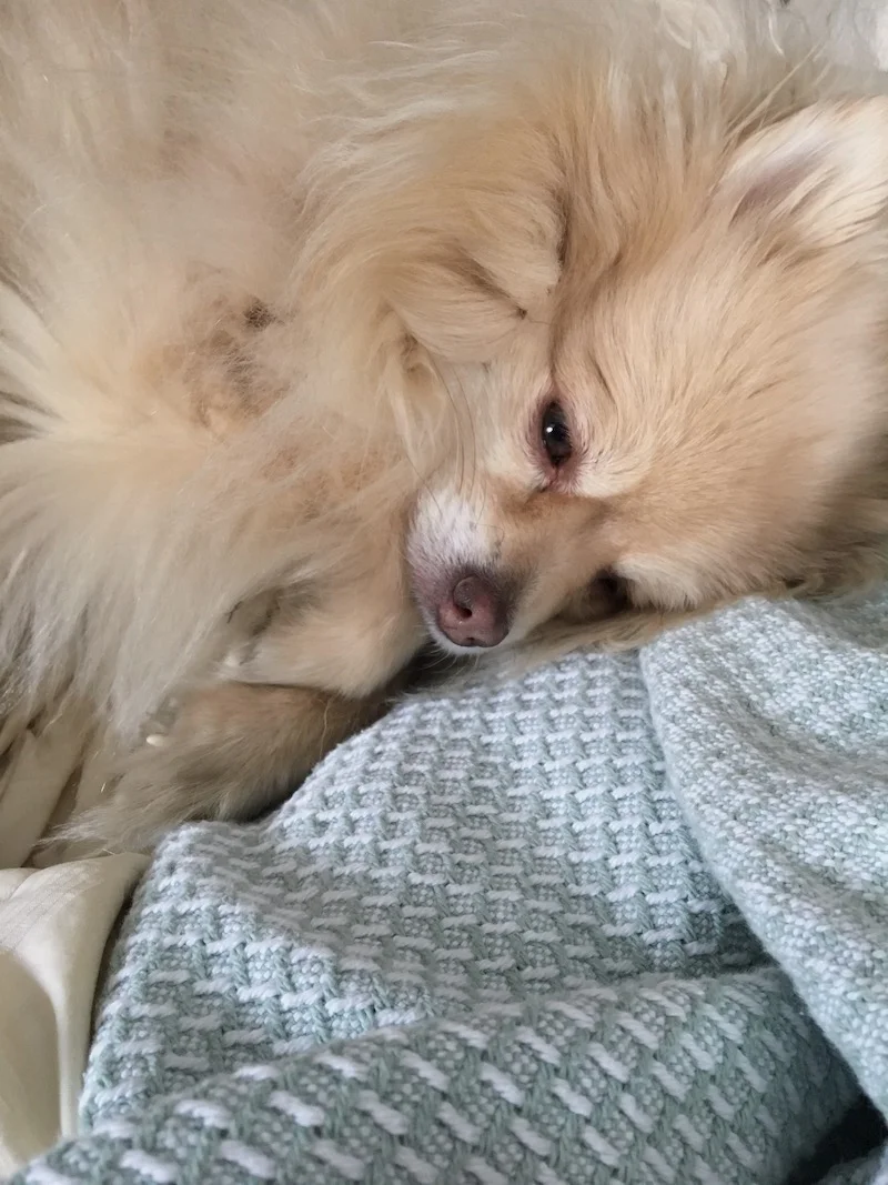 This silly pup that makes me laugh when he sleeps with his paw in his mouth