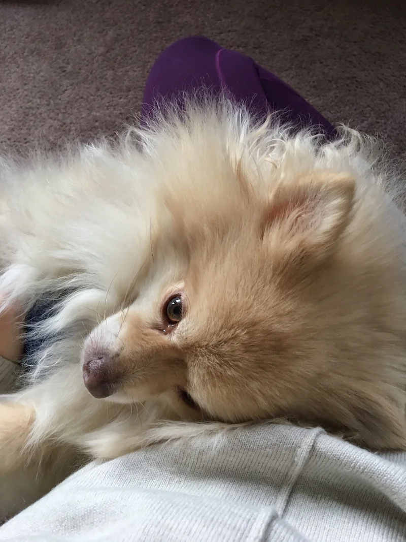 This guy's snuggles- he truly is the best cuddler