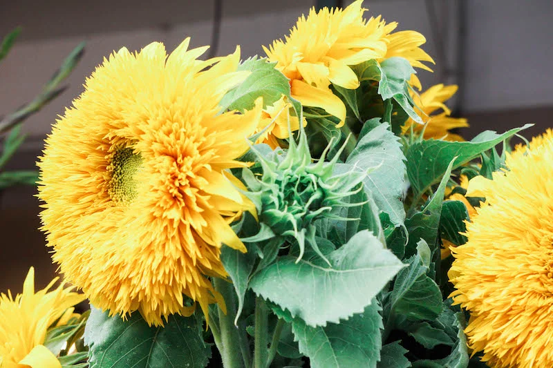 Teddy bear sunflowers- aren't they just the cutest?!