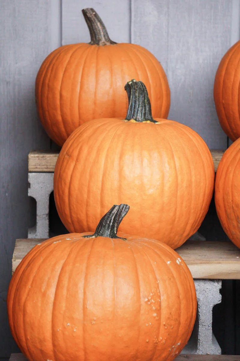 The abundance of pumpkins