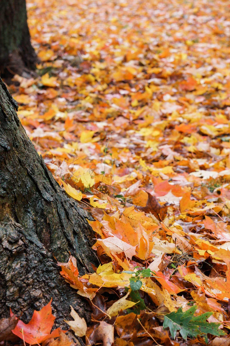 The sound the leaves make underneath your feet