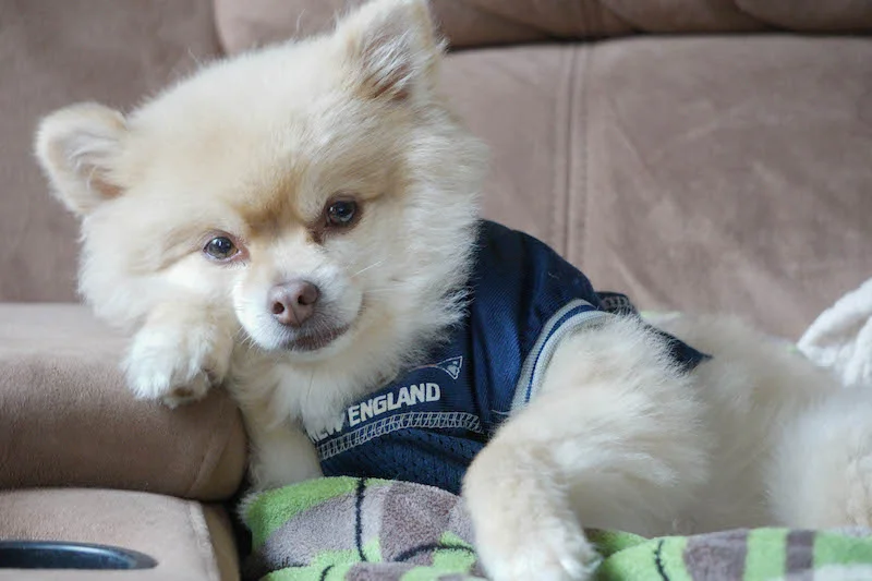 This little bug who takes relaxing on football Sunday to a whole other level