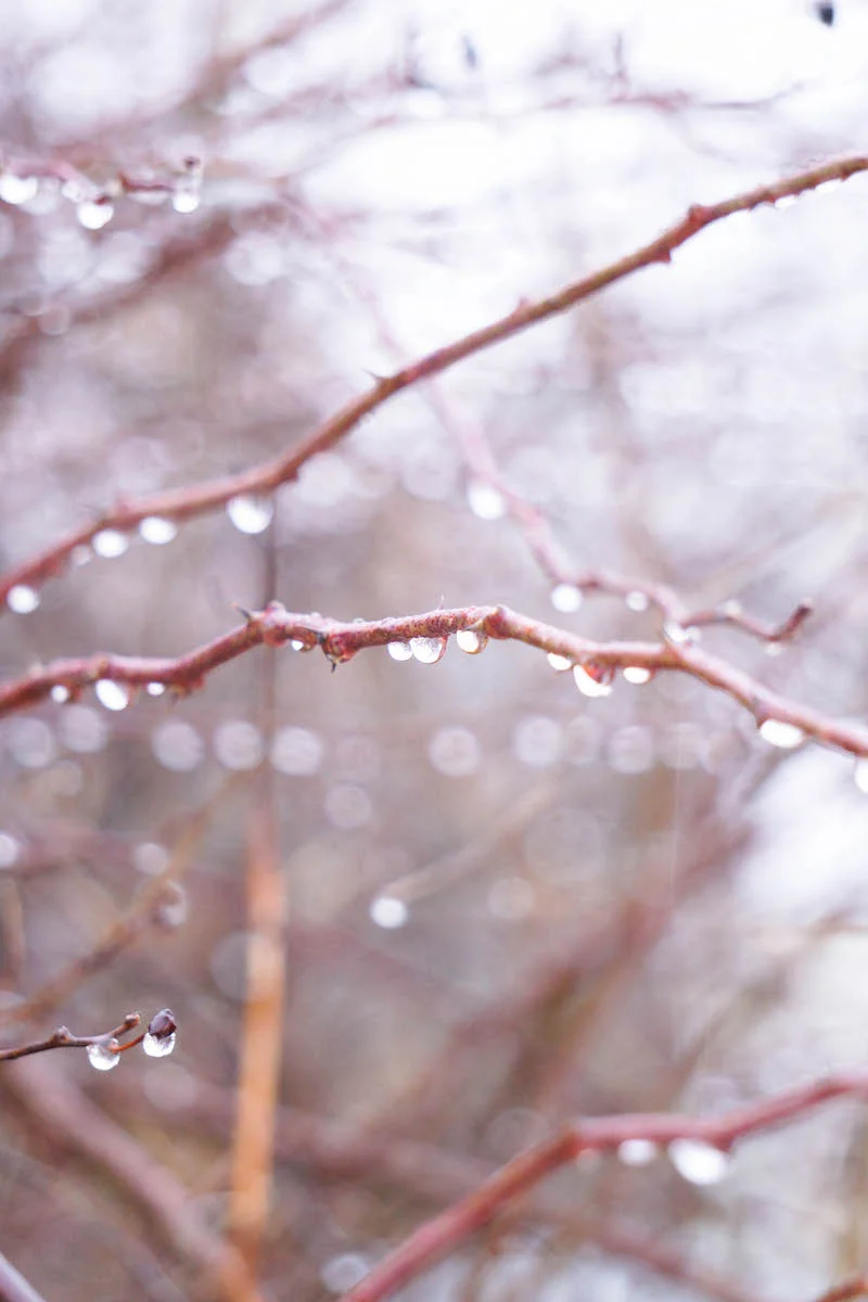 The amount of beauty in something as small as a raindrop