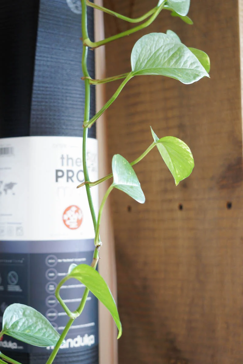 Plants and yoga mats, because they just look good together