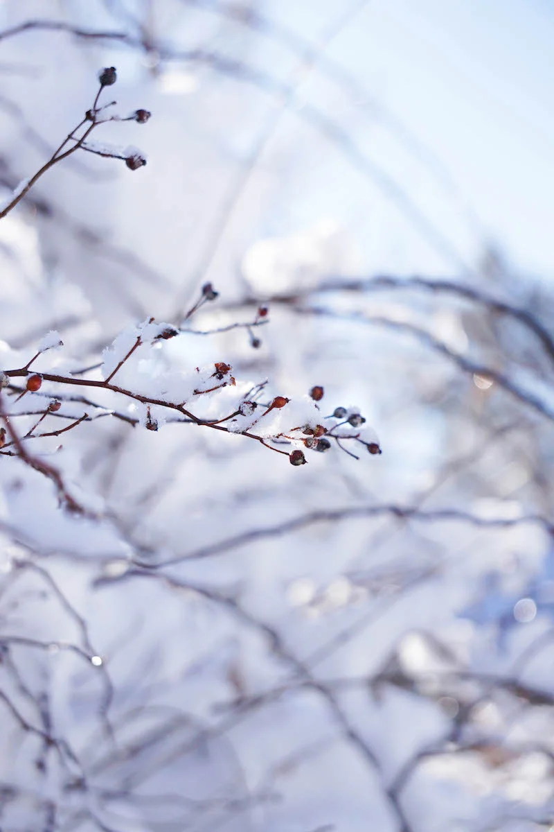 Sunny snow-filled days