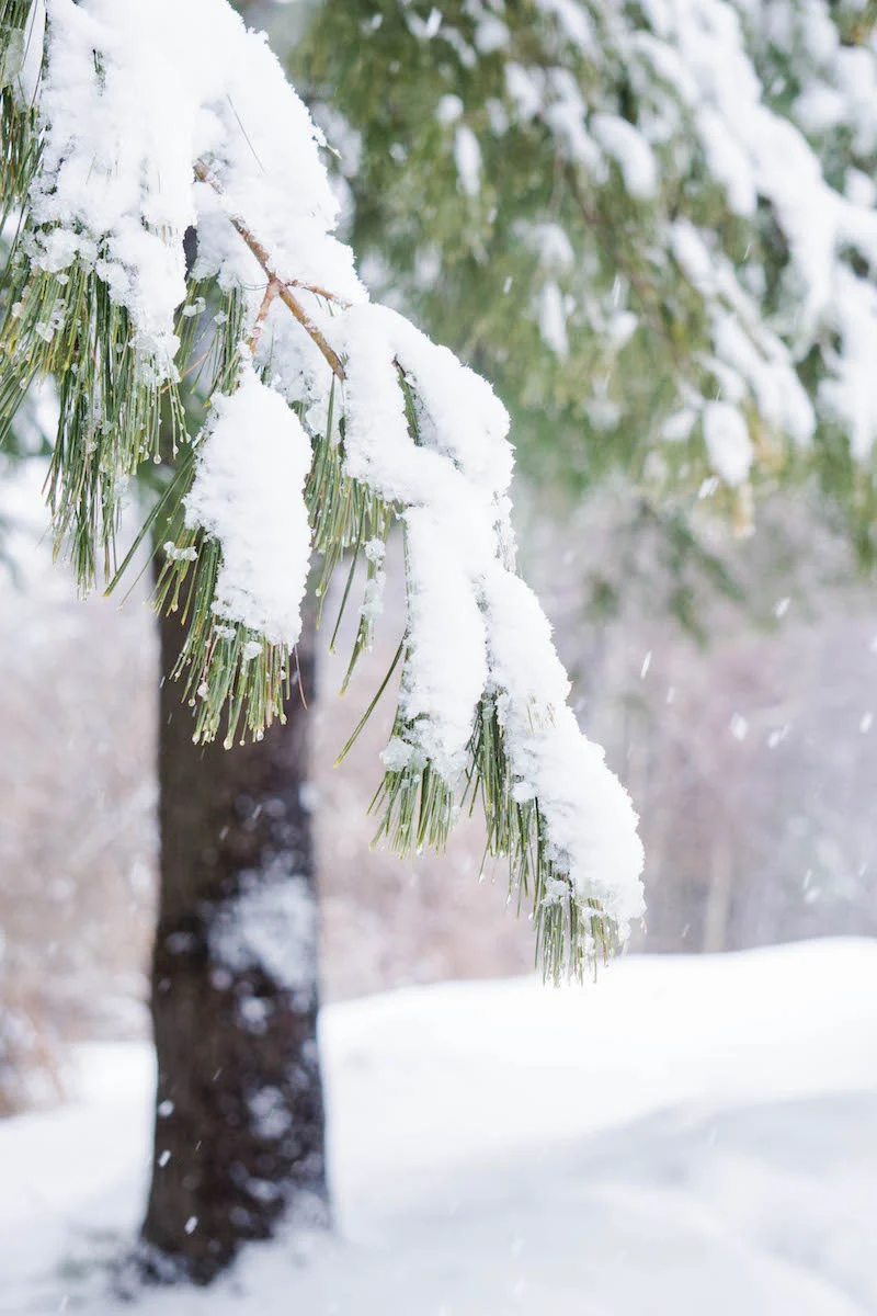 More beautiful snow