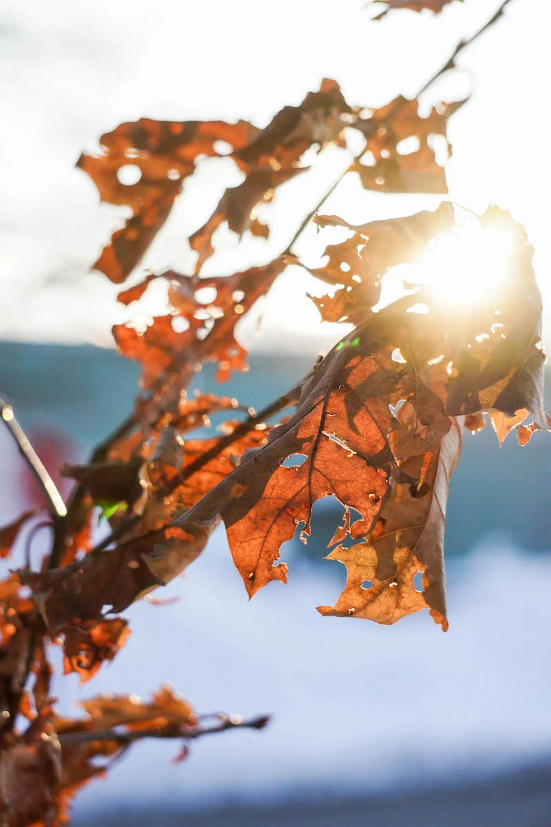 More and more daylight with each passing day