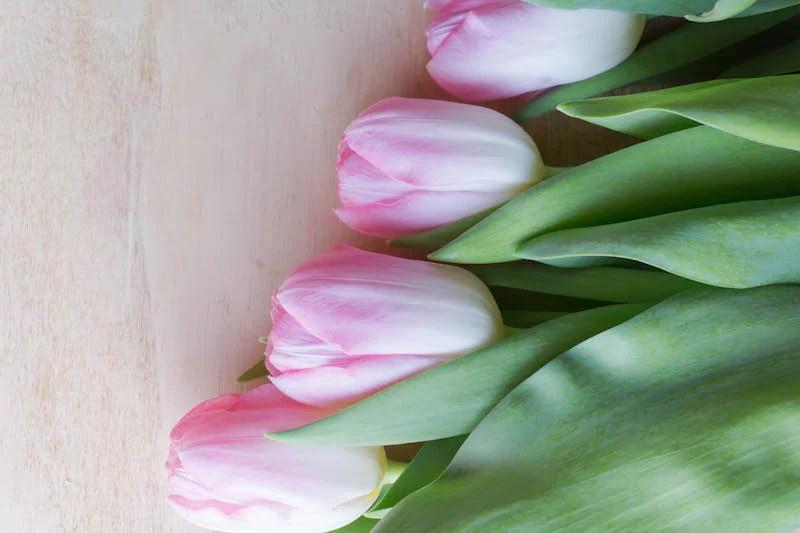 T U L I P S, which means spring is right around the corner