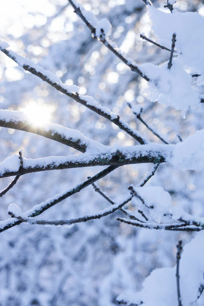 The sunshine following a nor'easter- doesn't it make the snow look stunning?! 