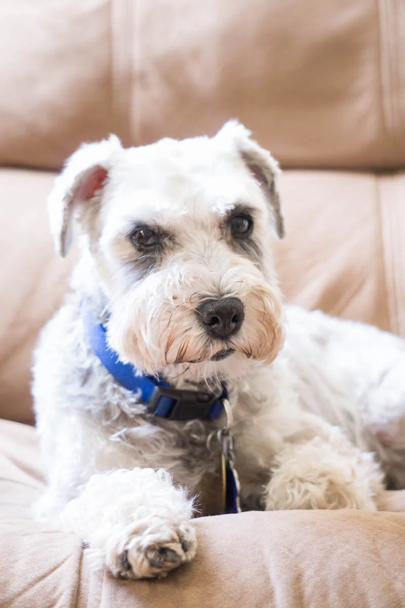 This crazy, silly pup- she is such an unusual dog, but we LOVE all of her oddities 