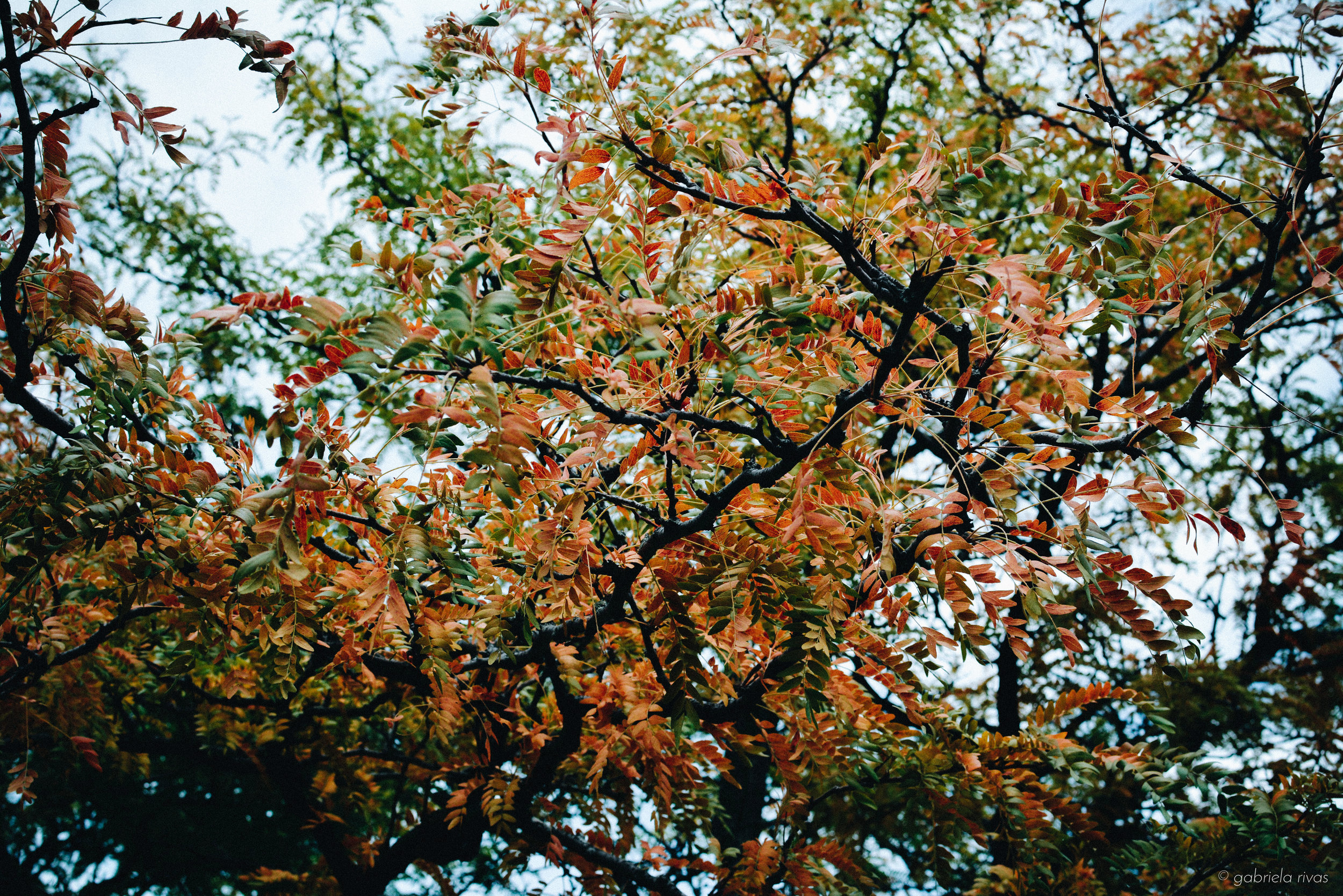 DSC_9892-09.jpg