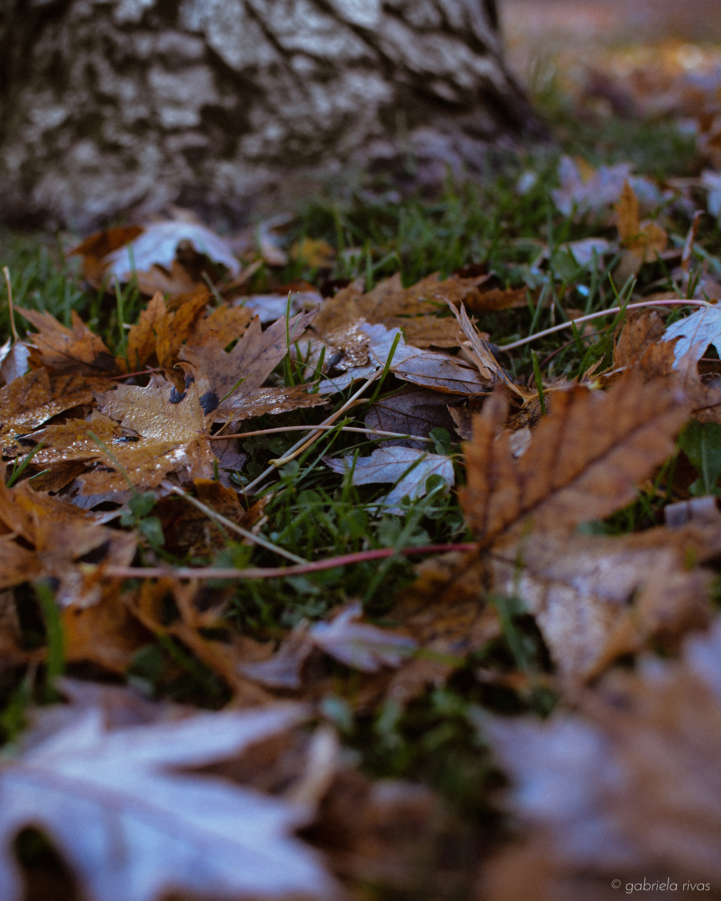 DSC_0263-02.jpg