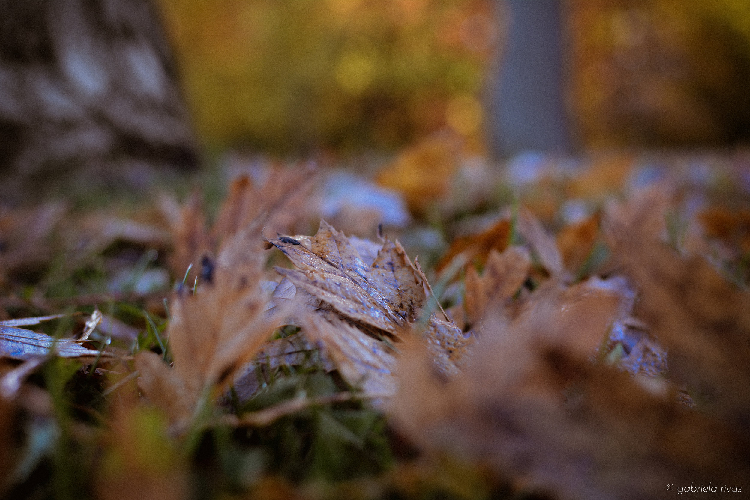DSC_0261-01.jpg