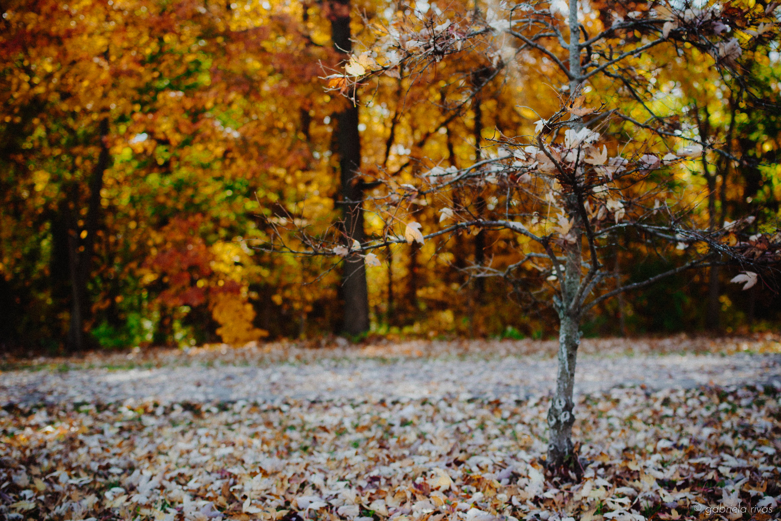 DSC_0272-07.jpg