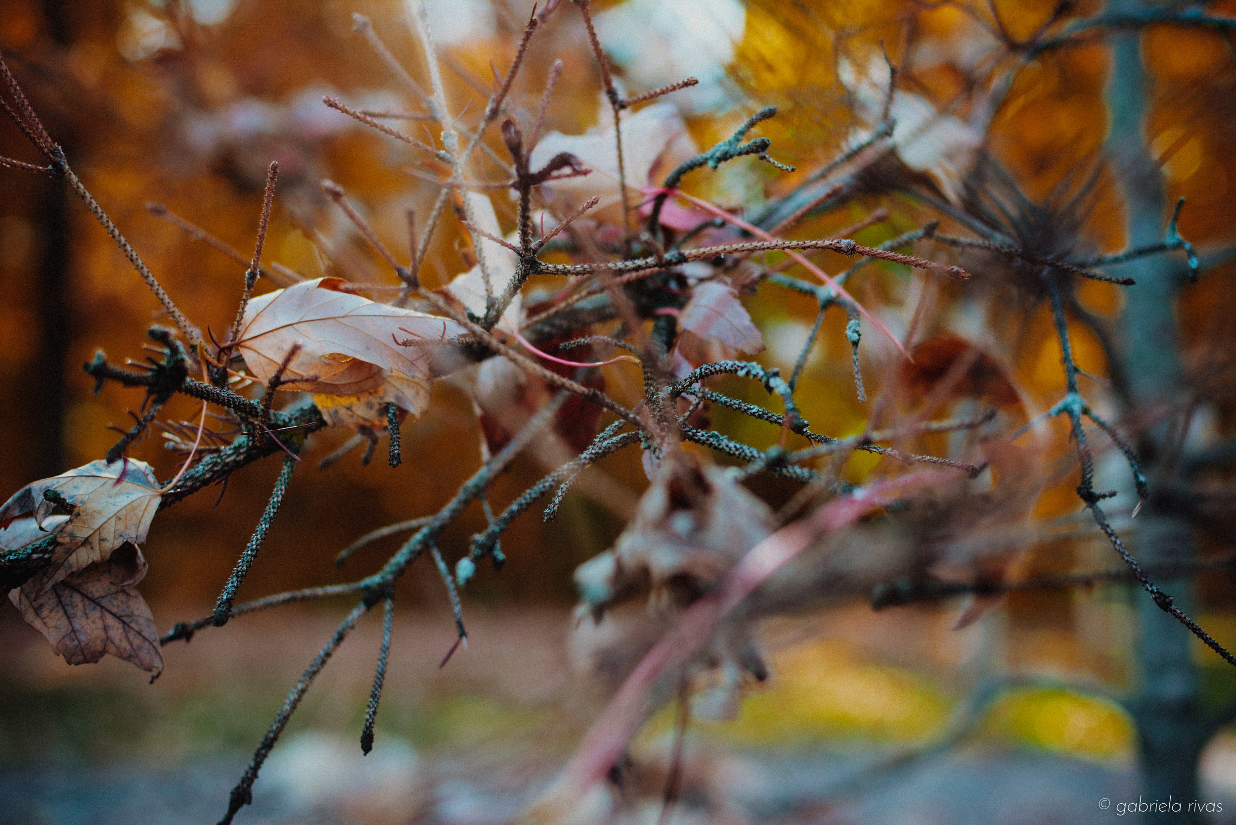 DSC_0277-09.jpg