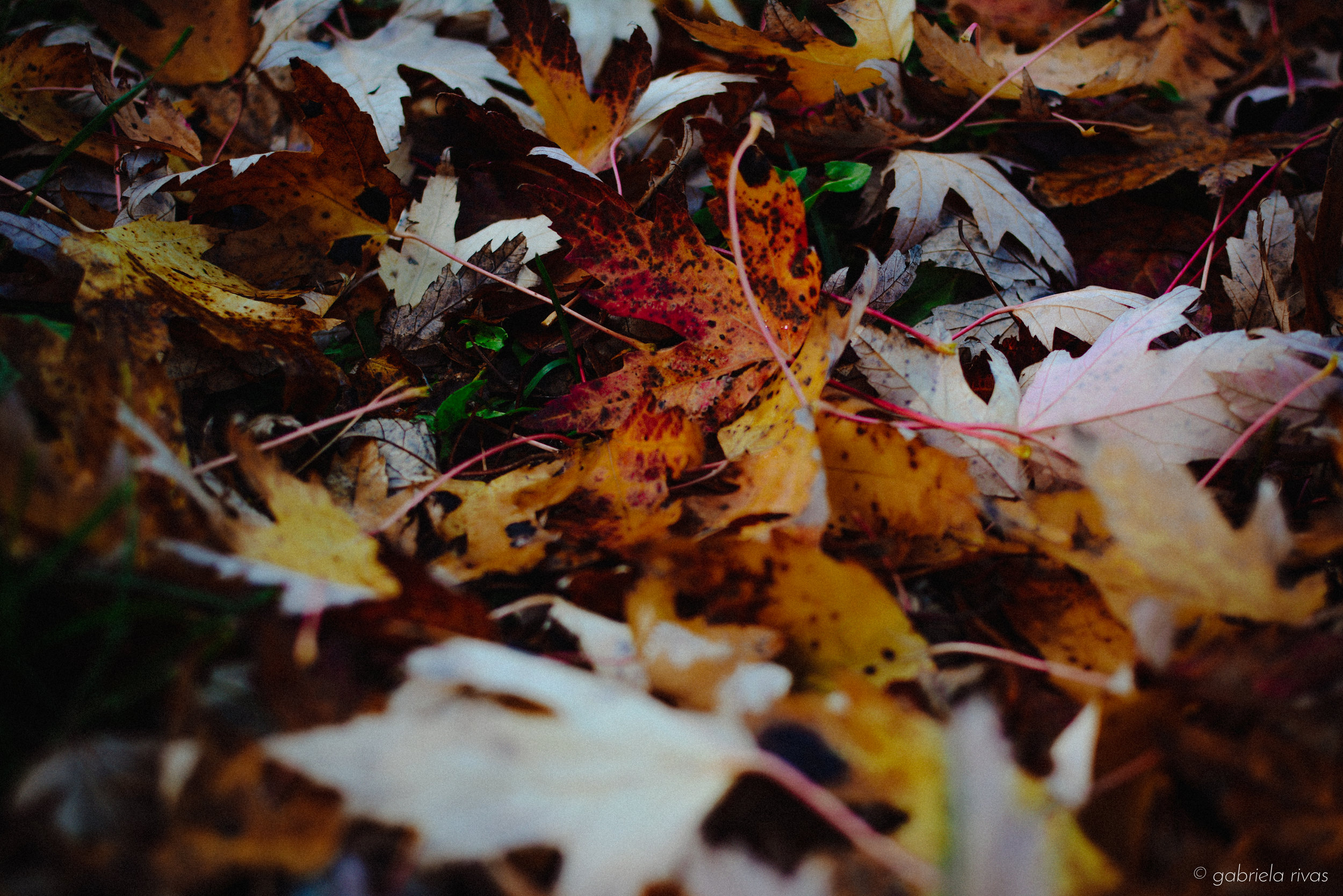 DSC_0283-12.jpg