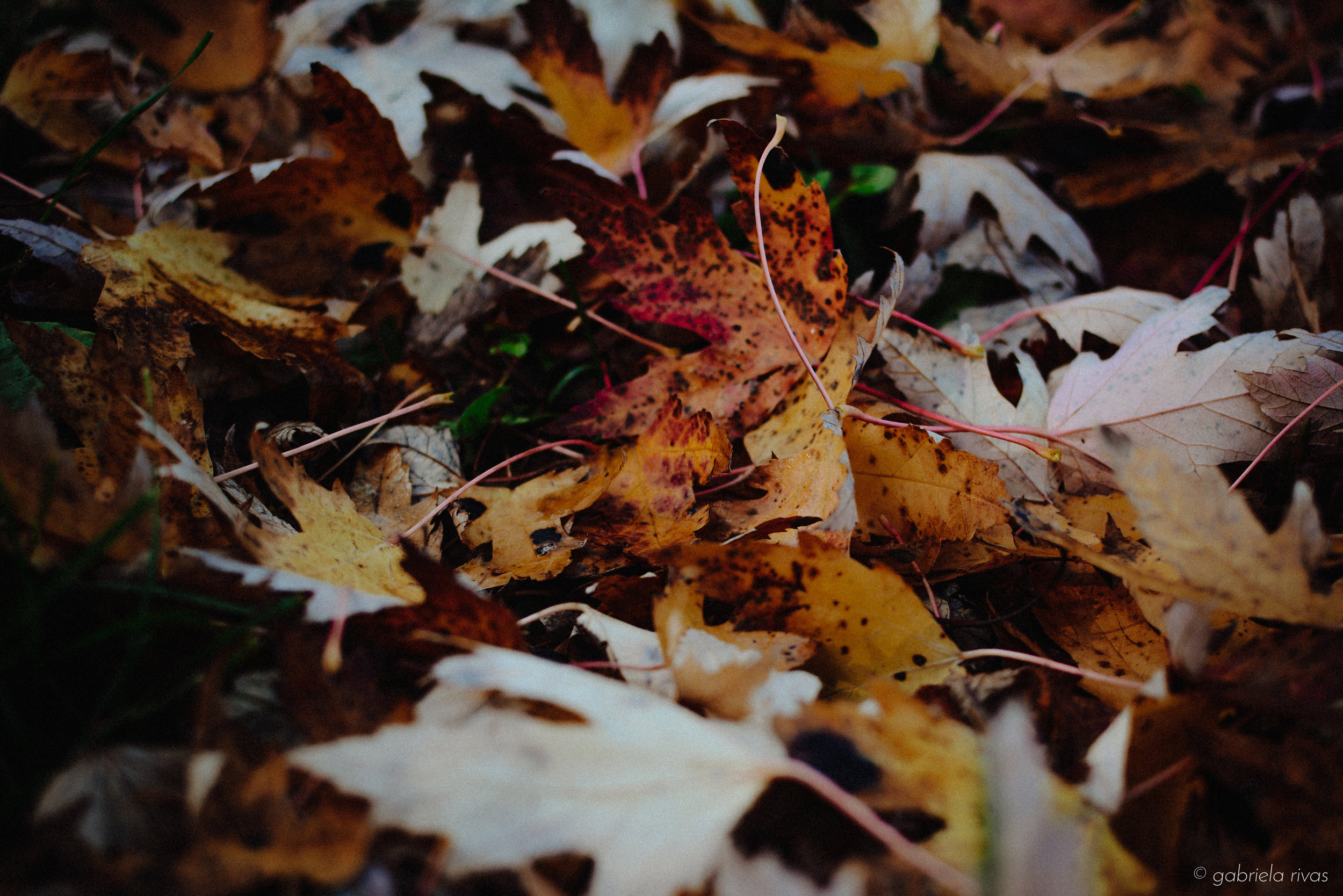 DSC_0284-13.jpg