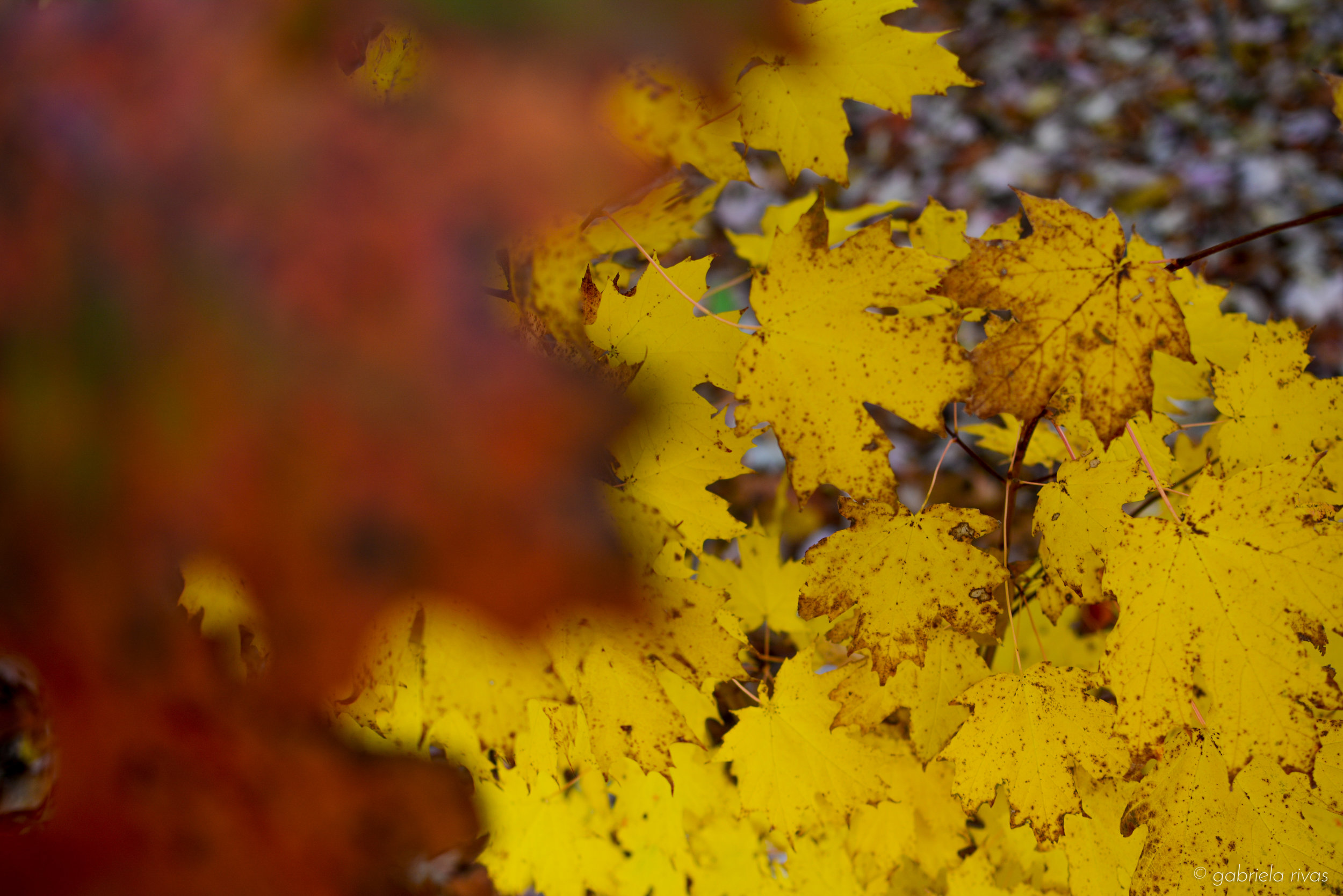 DSC_0287-15.jpg