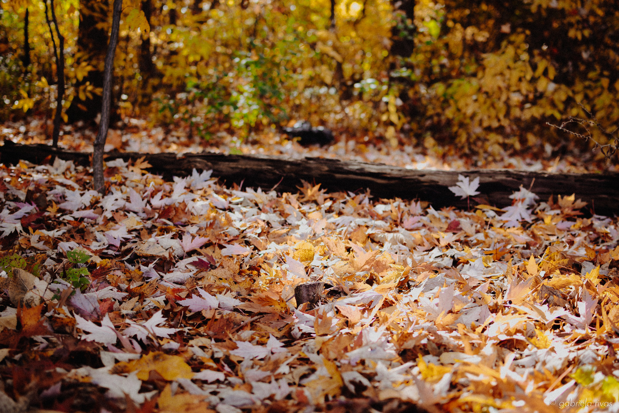 DSC_0290-18.jpg