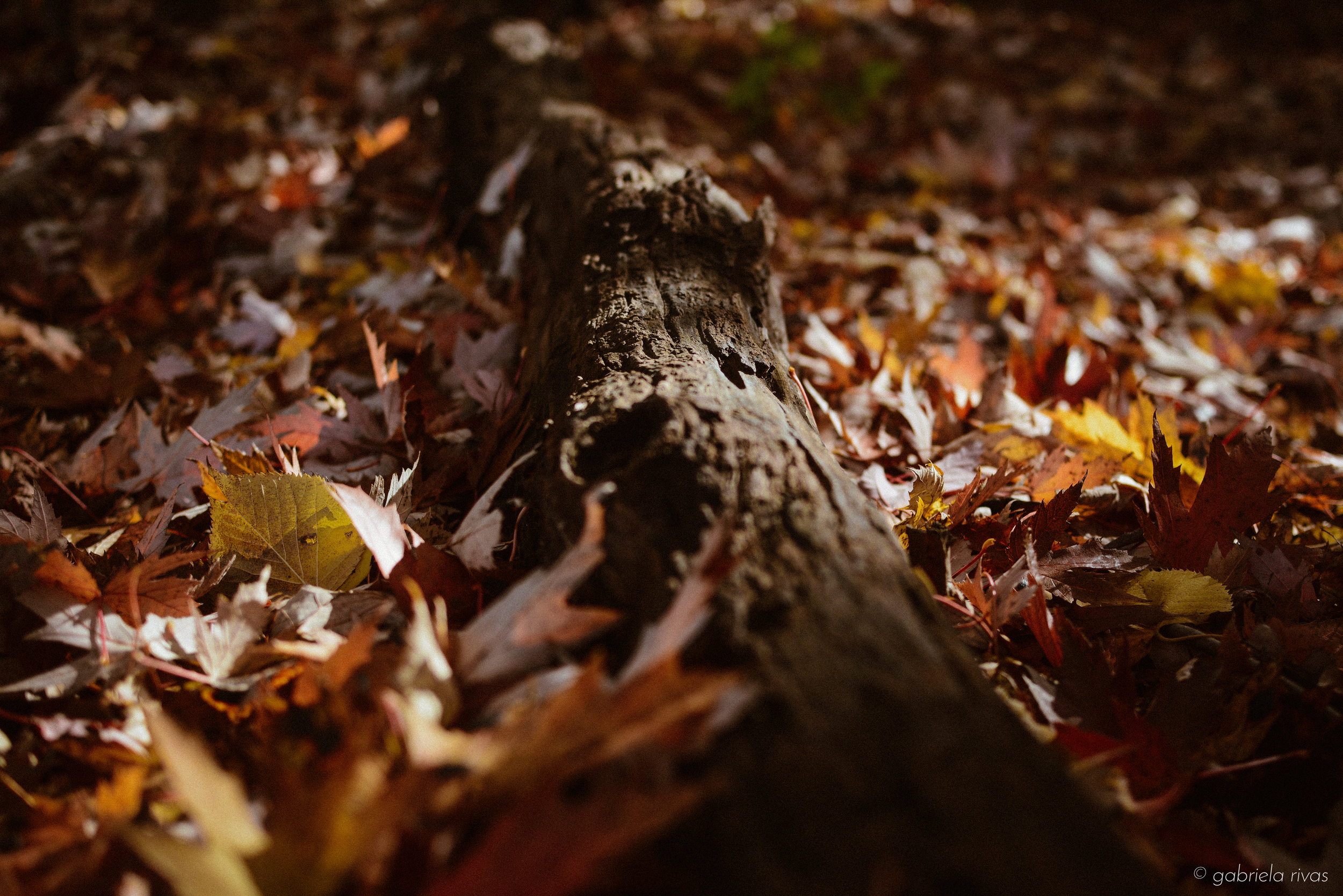 DSC_0304-24.jpg
